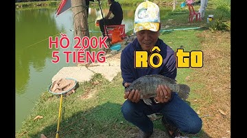 Câu cá và giải trí || Câu rô phi dịch vụ với mồi Phi Gạo - Hồ toàn rô phi to.#fishing #câucágiảitrí