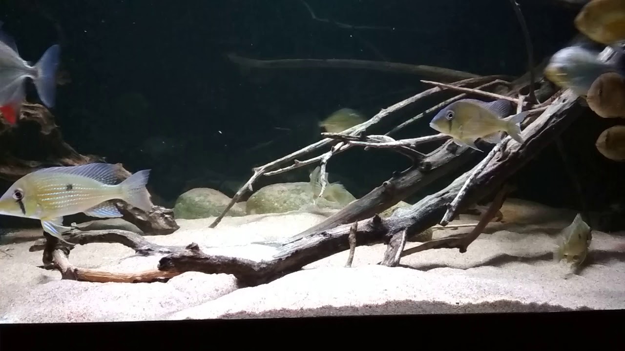 Geophagus taeniopareius , Cleithracara maronii, Myloplus rubripinnis.