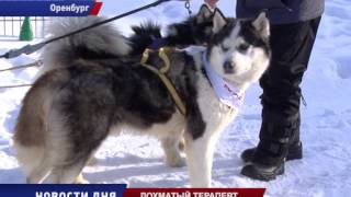 Собаки – ангелы Собаки – ангелы