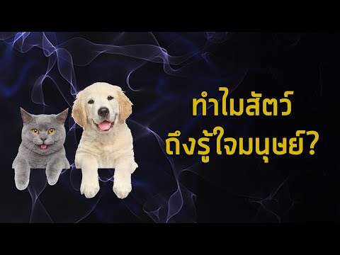 วีดีโอ: ทำไมหมาถึงเป็นเพื่อนมนุษย์