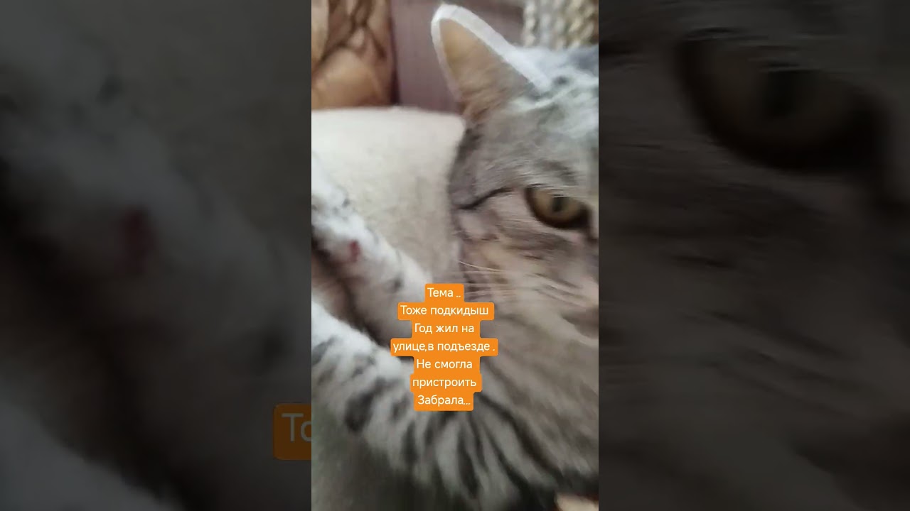 #помощьбездомным