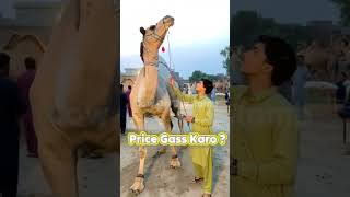 Watch The Stunning Light Brown Camel Oont Mandi 2026