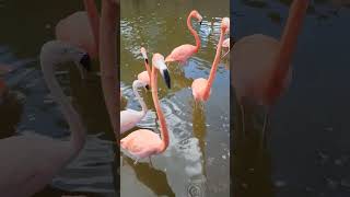 Goofy Flamingos Eating Cat Food! #shorts