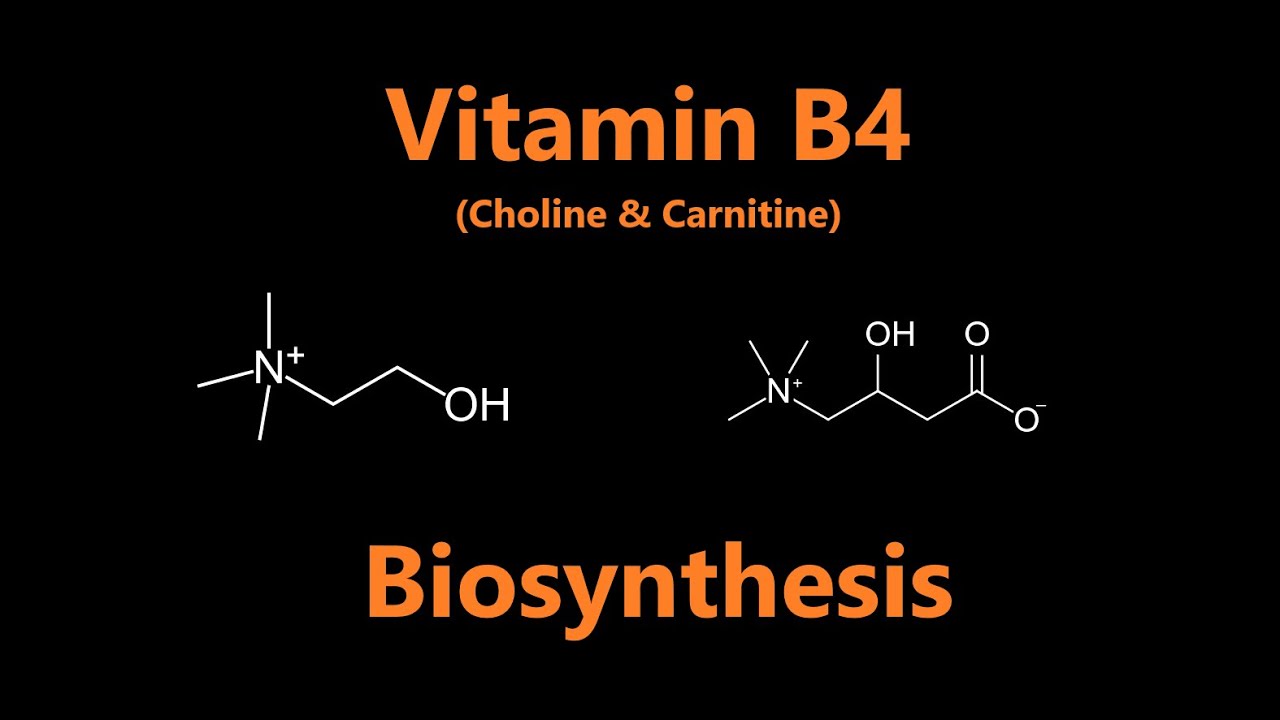 Vitamin B4 choline Carnitine Biosynthesis YouTube Vitamin B4 choline Carnitine Biosynthesis YouTube