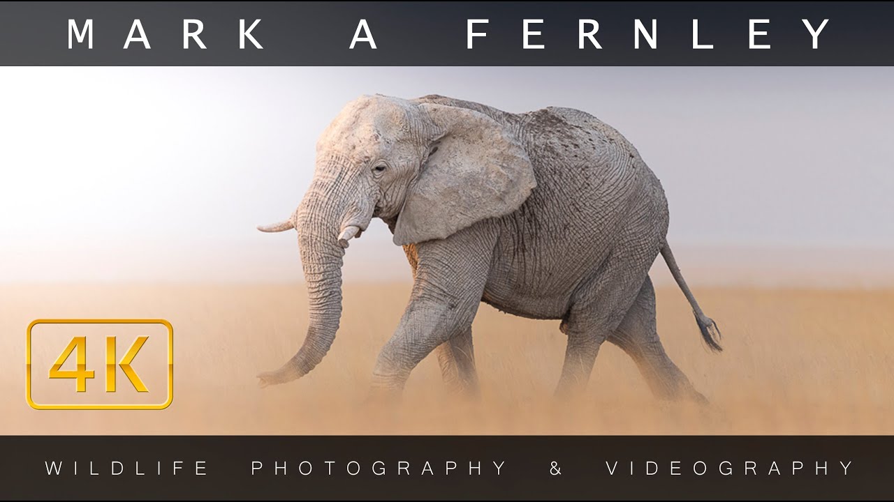 Elephants of Etosha National Park by Mark A Fernley