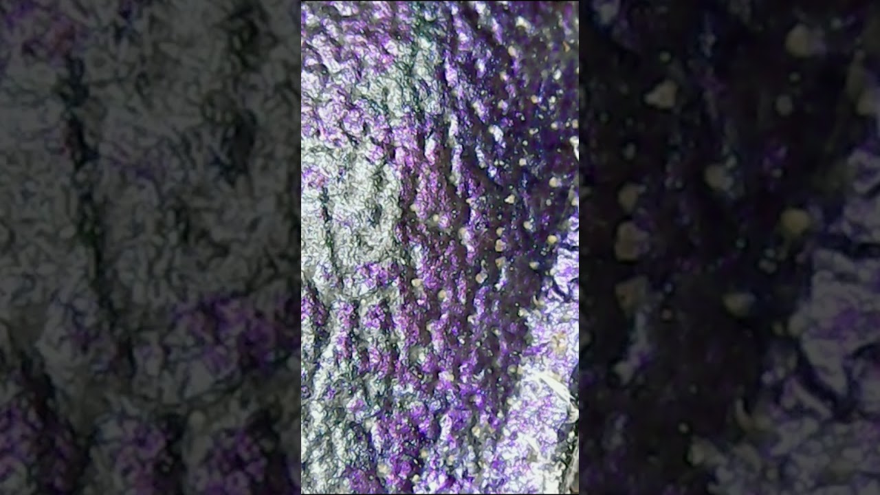 Enoplotrupes sharpi under the microscope