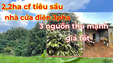 Bán 2,2ha cà phê sầu riêng tiêu kinh doanh,nhà cửa điện nước đầy đủ,điện 3pha  lh 0366592989