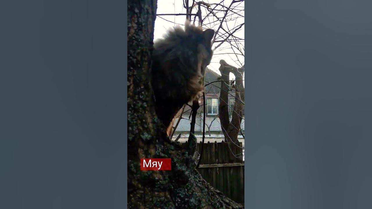 Кошки на Дереве 🐱🐯 - YouTube