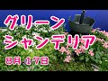 #グリーンシャンデリア #寄せ植え    #プランツギャザリング  #PlantsGathering