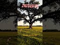 Tribute to Country Legend - I Walk the Line by Johnny Cash - Old Time Country Love Song