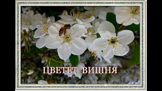 Цветет вишня