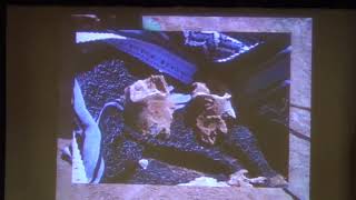 The Search for Early Humans in Ethiopia