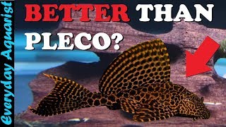 6 AWESOME Aquarium ALGAE EATERS That Aren't Pleco Fish