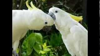 Download lagu Burung Kakatua Raja Burung Kakatua Raja