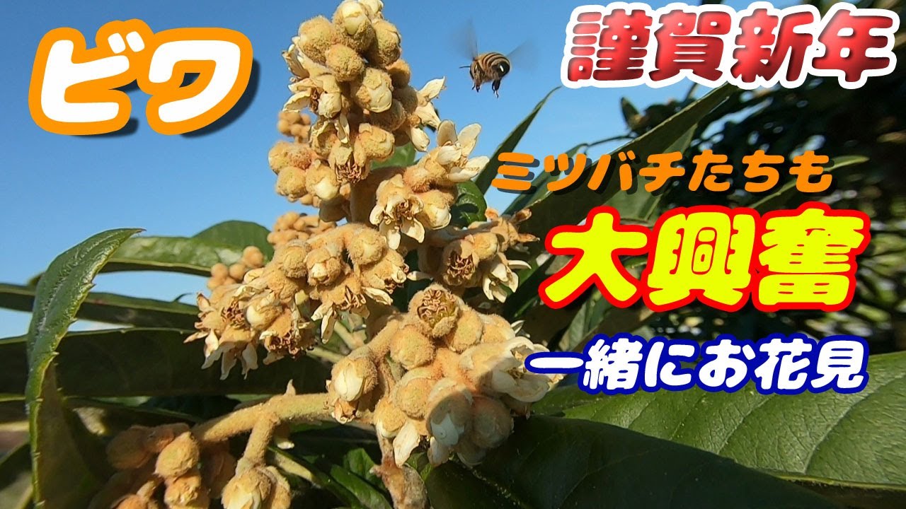 頑張らない農業 ビワの開花 受粉 お花見 無農薬 有機栽培 Youtube