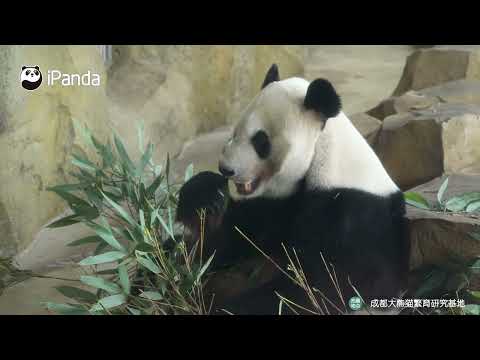 【幸浜】やんちゃパンダの現在地！元気いっぱい“こうひん”のモグモグタイム🐼｜アドベンチャーワールド出身 in 成都｜ipandaより