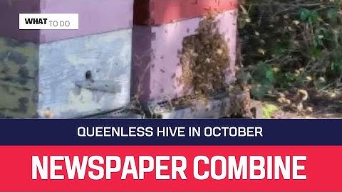 Beekeeping 🐝  Queenless Hive In October | What To Do 😲 Newspaper Combine Method