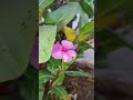 #shorts #shortvideo #shortsviral #viralshort #homegardeningtips #homegardening #gardeninglovers