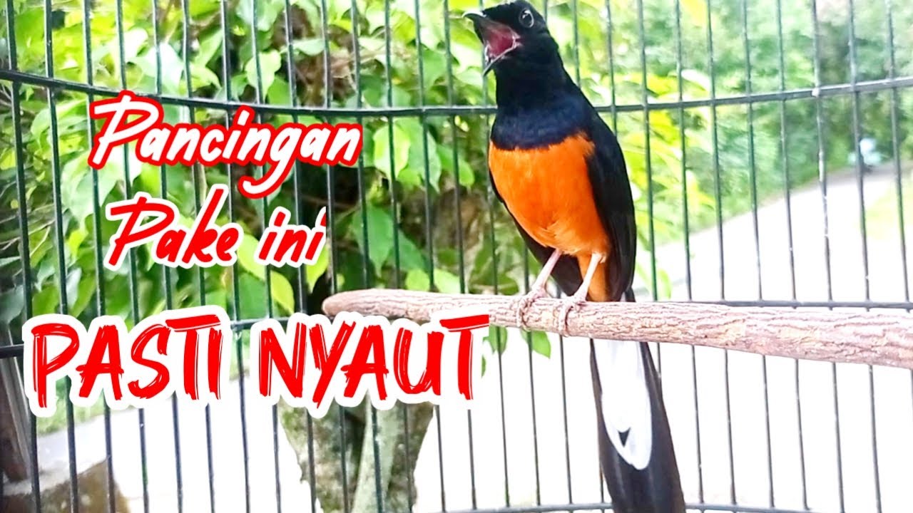 PANCINGAN AMPUH MURAI BATU GACOR FULL ISIAN panjang, SEKALI DENGAR MURAI APAPUN RESPON NEMBAK materi