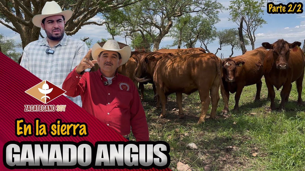 TODA LA VIDA EN EL NORTE ahora vive su sueño