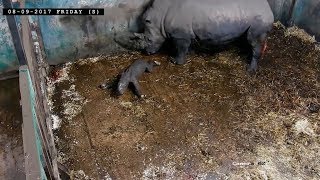 Southern White Rhino Birth Caught On Cctv At West Midland Safari Park