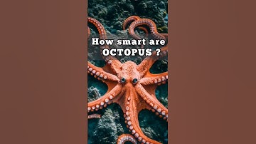 Genius or Aliens? The Astonishing Intelligence of Octopuses Exposed! 🤔 #octopus