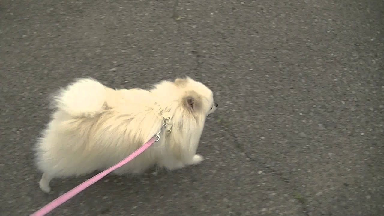 ポメラニアン 豆助 お散歩 2013 6 11 Youtube ポメラニアン 豆助 お散歩 2013 6 11 Youtube