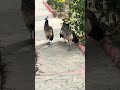 India da national bird #foryou #india #viral #pakistan #russia #ronaldo #ugc #shorts #shortsviral