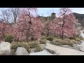 Ume Blossoms The Buddhist Art &amp; Architecture of Nenbutsushu 念佛宗総本山佛教之王堂 梅林公園 兵庫県加東市