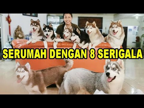 SERUMAH DENGAN 8 EKOR ANJING KETURUNAN SERIGALA - TOGA HUSKIES