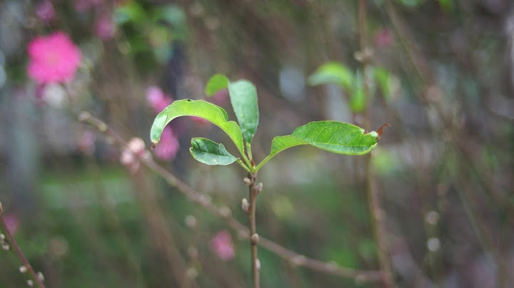 Đánh giá len canon 28 f2.8 ngàm fd