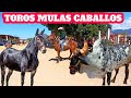 #Toros #Mulas #caballos burros Becerros Yuntas Vacas plaza de animales baratillo TLACOLULA OAXACA.
