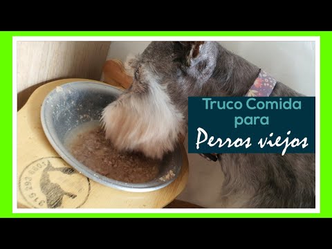 Video: Cocinando comida para perros viejos