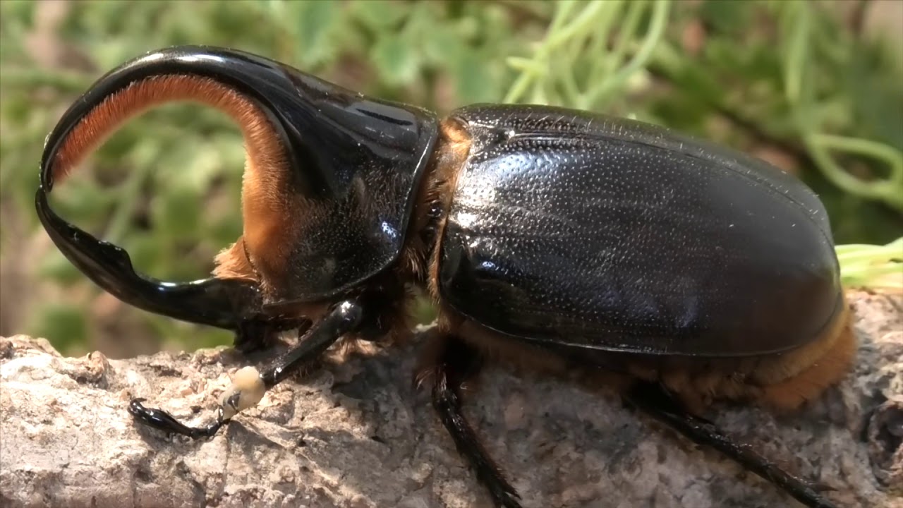 クワガタテラリウム サタンオオカブトをテラリウムに Herculesbeetle 收集昆蟲 Stag Beetle Insect Collecting Youtube