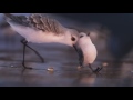 Piper - Nuevo corto de Pixar Animation Studios