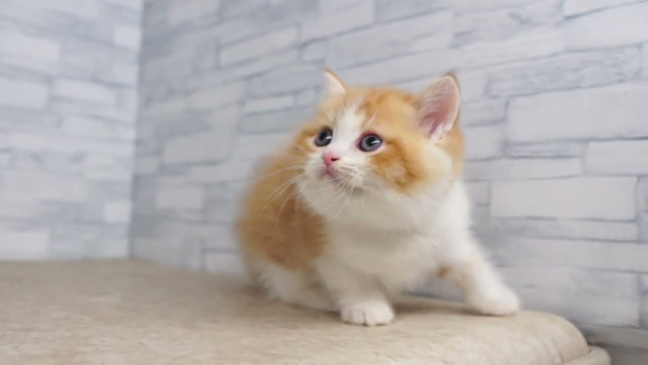 KIKUCHI PET】 仔犬仔猫 No.260113 マンチカン（長足タイプ） 男の子