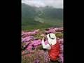 人みな花に酔う floating in pink flowers