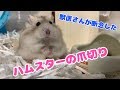 獣医さんが断念したハムスターの爪切りに成功しました!爪切りのやりかた(我流How to)