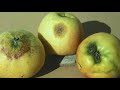 Russeting in apple by  kesang negi horticulture officer