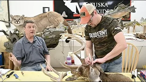 Learn Taxidermy: Part 1: Deer Caping 101