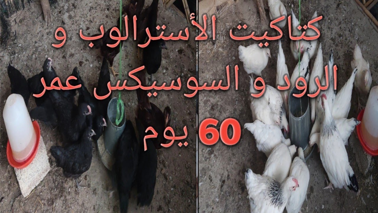 تربية الدجاج : كتاكيت الاسترالوب والرود و السوسيكس عمر شهران و حصيلة ممتازة من البيض لقطيعي الصغير