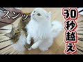 【自己新記録】オコジョ猫が30秒以上仁王立ち!