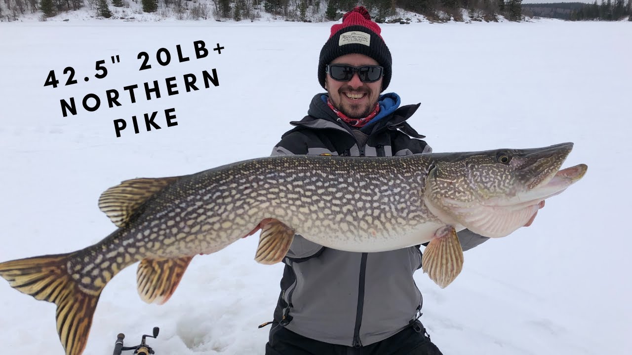 GIANT PIKE Through the Ice Ice Fishing Northern Ontario 