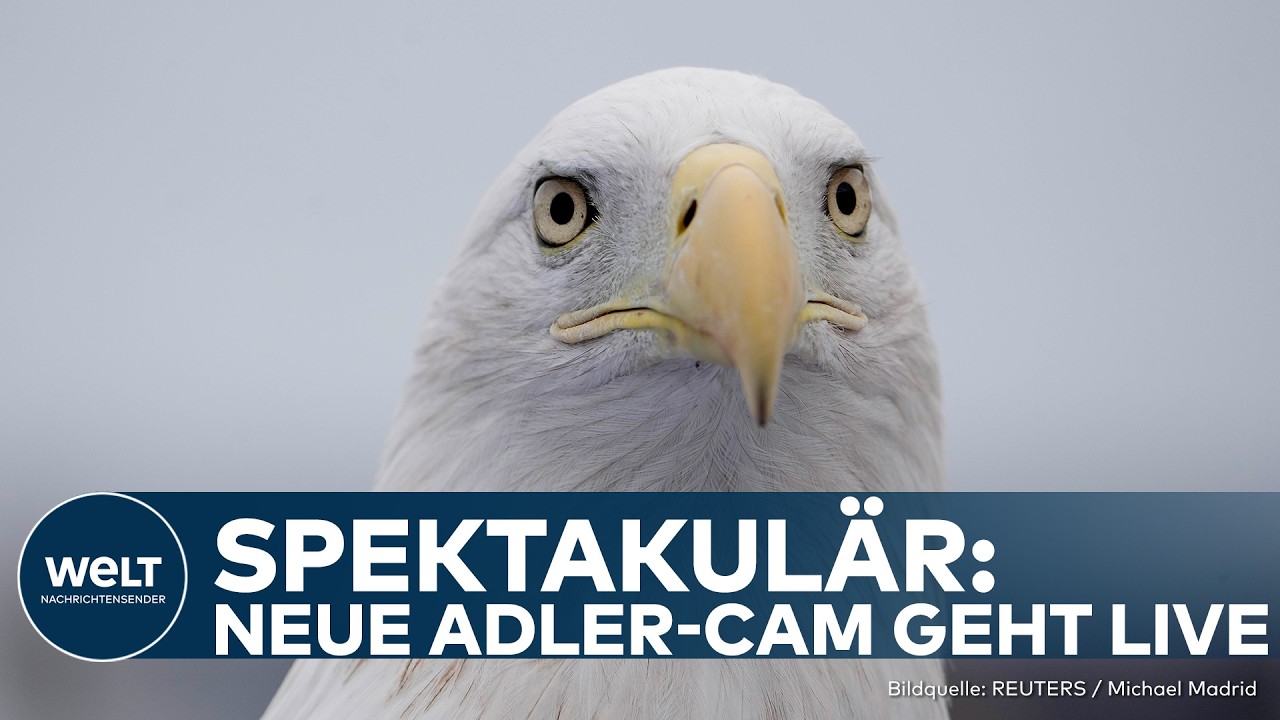 MINNESOTA: Adler-Cam nach dramatischem Absturz zurück - Neues Adlerpaar brütet vor laufender Kamera!