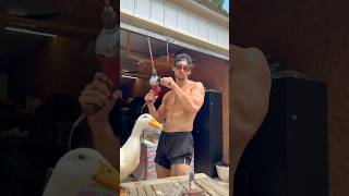 Revenge For My Ducks