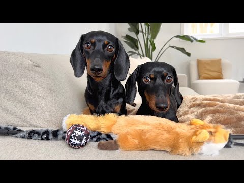 वीडियो: पोम-पोम्स और डचशंड कुत्तों तकिया संग्रह के साथ बिल्लियों