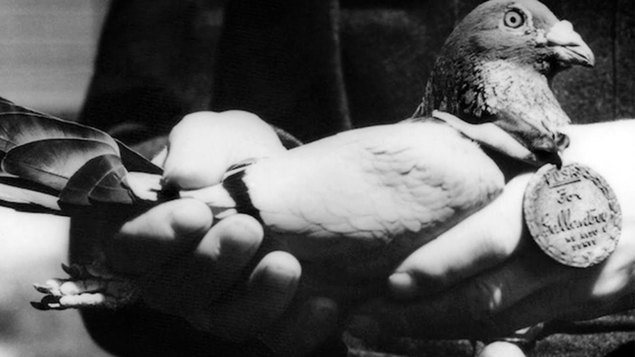 Why U.S. Military Trained 20,000 Pigeons To Guide Bombs With 90% Accuracy — Then Cancelled Project