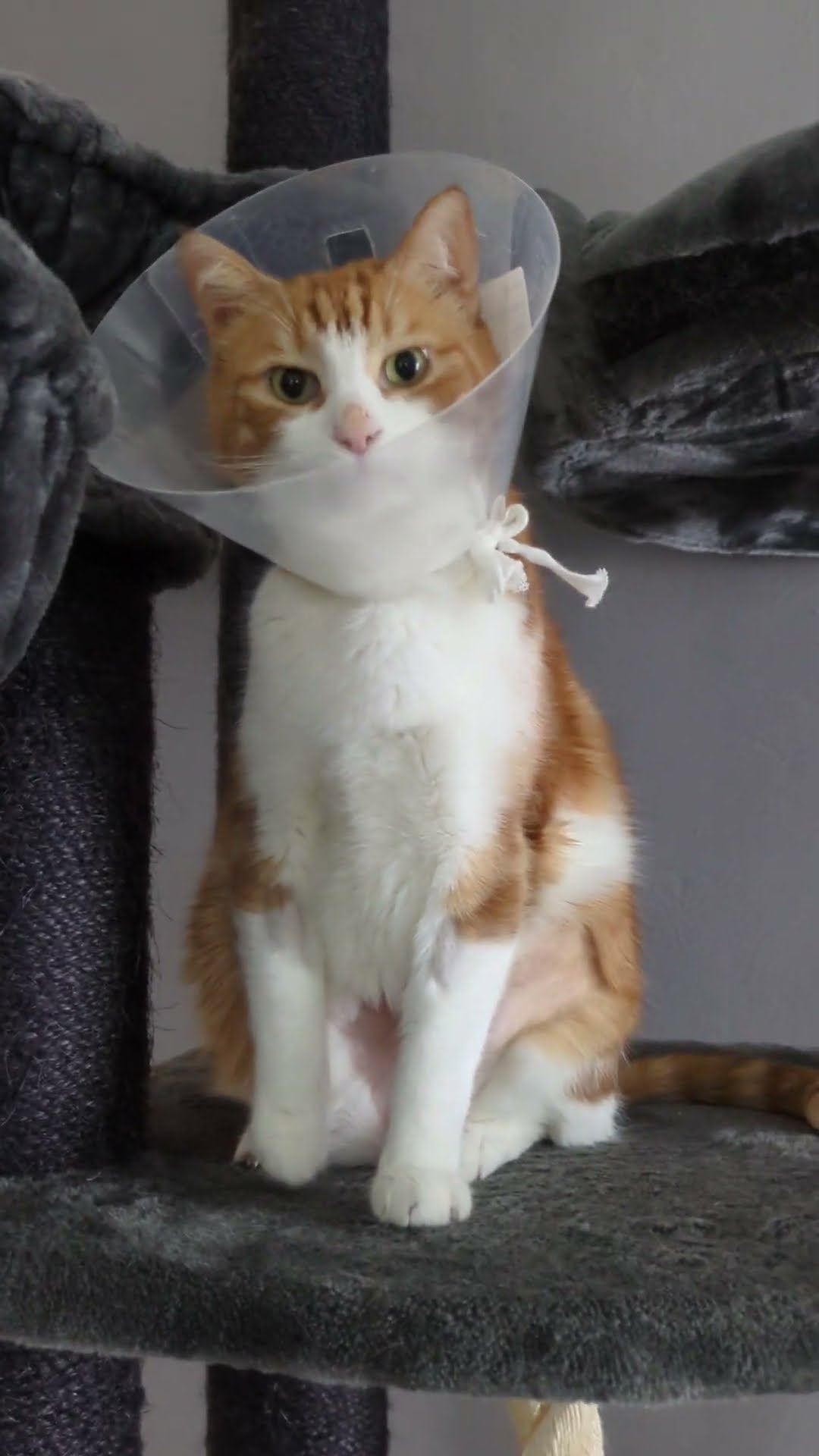 Cat Licks Inside Of Protective Cone || ViralHog