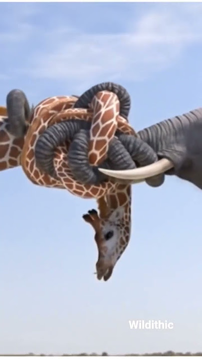 Elephant vs giraffe fight