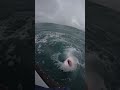 “Caught on GoPro The Ocean Turns Violent in an Instant” #WildFootage #SharkMadness #AdrenalineAtSea